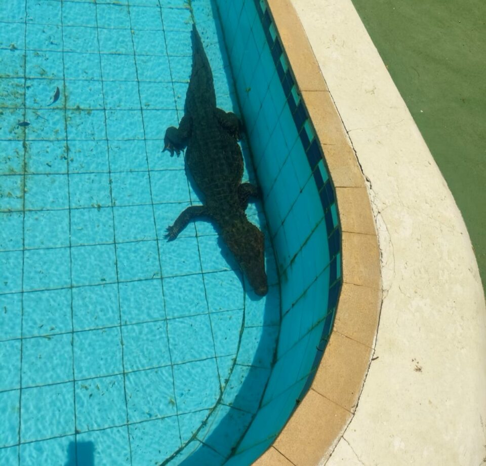 Animal ficou preso após entrar na piscina