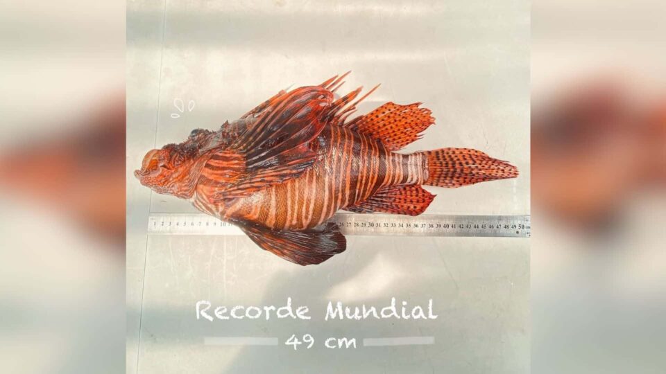 Imagem mostra Peixe-leão de 49 cm, considerado maior do mundo