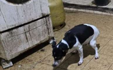 Cachorro circula em cozinha tomada por sujeira, fezes e equipamentos enferrujados em casa onde médico foi preso por maus-tratos a animais, em Arraial do Cabo (RJ).