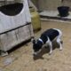 Cachorro circula em cozinha tomada por sujeira, fezes e equipamentos enferrujados em casa onde médico foi preso por maus-tratos a animais, em Arraial do Cabo (RJ).