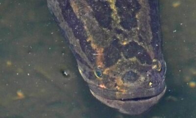 Peixe cabeça-de-cobra