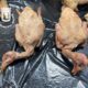 Dois animais mortos em condições insalubres para consumo