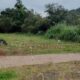 Área isolada em Ivoti (RS) após ataque de abelhas durante cavalgada; fita de segurança delimita o local próximo a uma escadaria metálica, cercado por mata e vegetação densa.