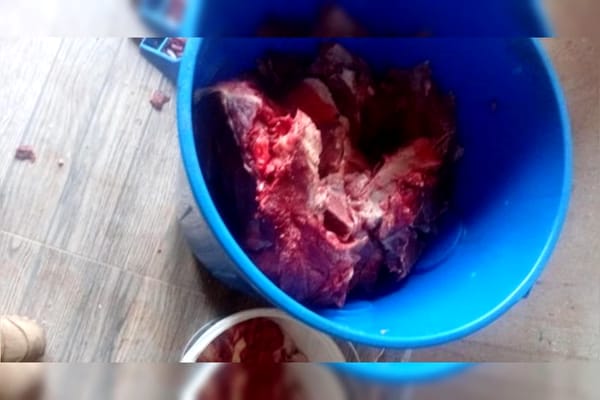 Carne bovina sendo armazenada em um balde de plástico