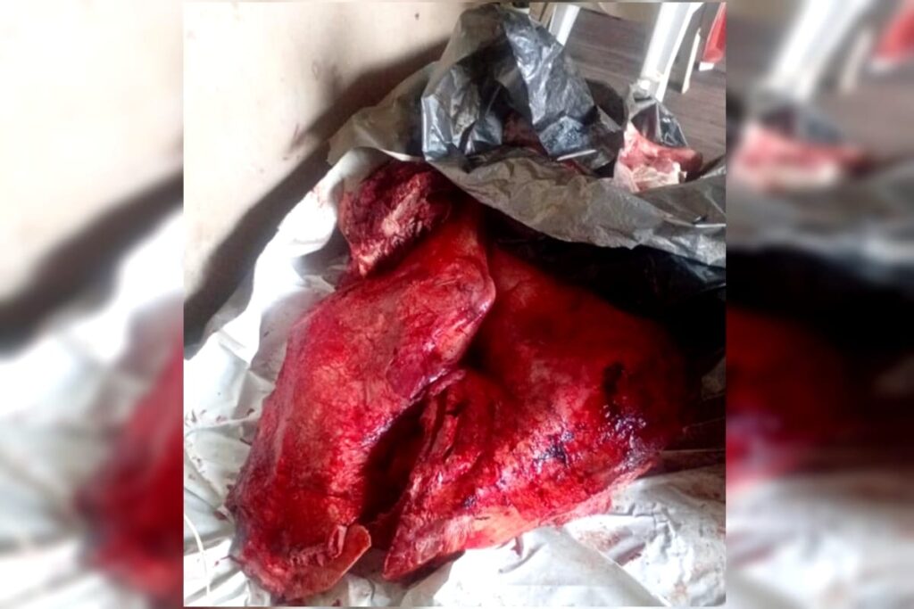 Carne bovina sendo armazenada em uma lona no chão