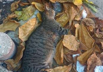 Gato rajado encontrado morto entre folhas secas e lixo, em área urbana, levantando suspeitas de envenenamento.