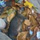 Gato rajado encontrado morto entre folhas secas e lixo, em área urbana, levantando suspeitas de envenenamento.