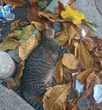 Gato rajado encontrado morto entre folhas secas e lixo, em área urbana, levantando suspeitas de envenenamento.