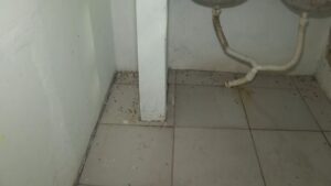 Fezes de rato embaixo da pia