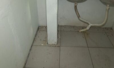 Fezes de rato embaixo da pia