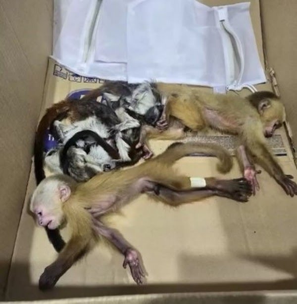 Filhotes de macacos com sinais de desnutrição em uma caixa