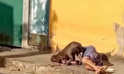 Idosa segurando pitbull deitada no chão