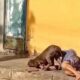 Idosa segurando pitbull deitada no chão
