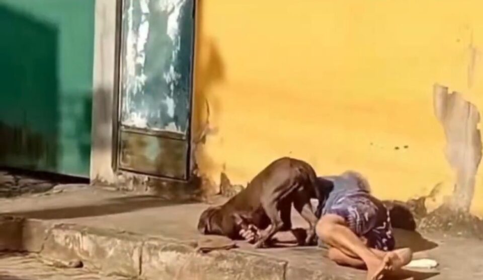 Idosa segurando pitbull deitada no chão