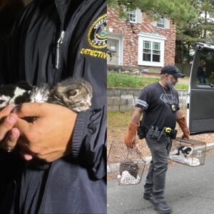 Gatos sendo resgatados por autoridades nos EUA
