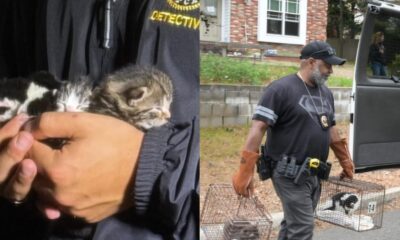 Gatos sendo resgatados por autoridades nos EUA