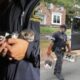 Gatos sendo resgatados por autoridades nos EUA