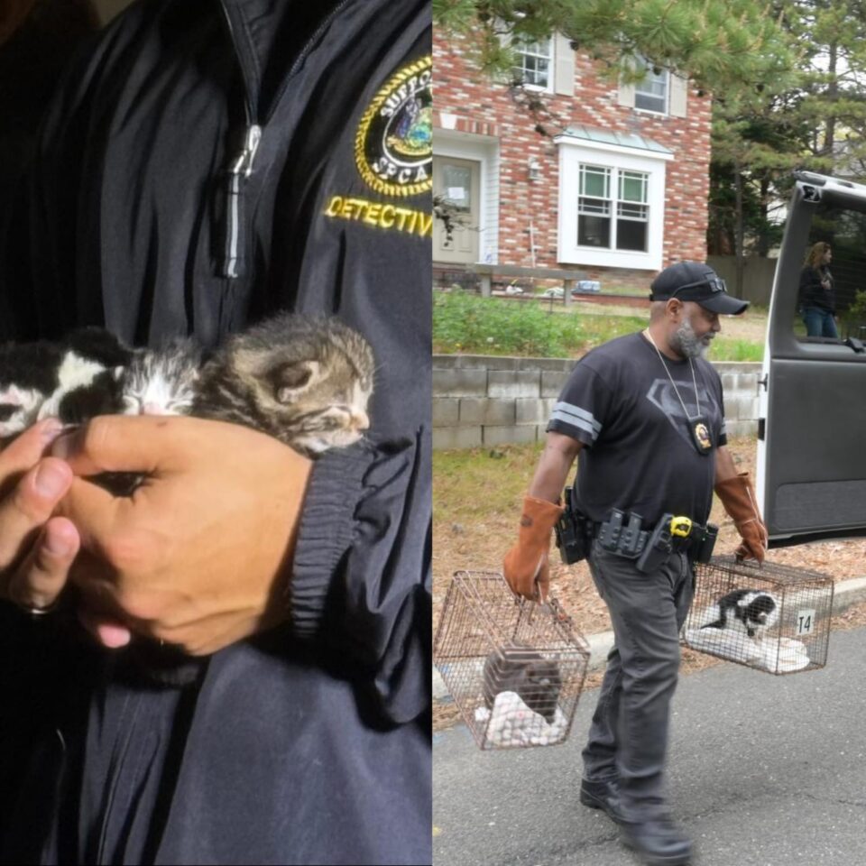 Gatos sendo resgatados por autoridades nos EUA