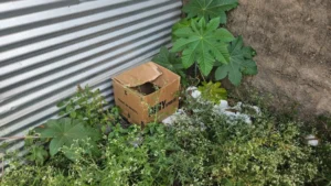 Recém-nascido é encontrado em caixa de papelão em MG