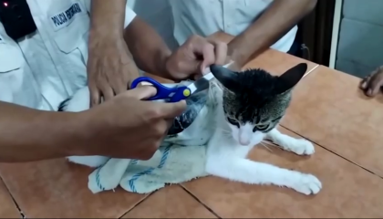 “Narcomichi”: gato usado para transporte de drogas é detido em presídio