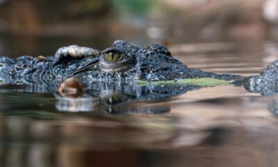 Close de um crocodilo parcialmente submerso na água, com apenas os olhos e parte da cabeça visíveis acima da superfície, destacando sua pele rugosa e o olhar atento.