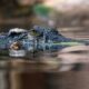 Close de um crocodilo parcialmente submerso na água, com apenas os olhos e parte da cabeça visíveis acima da superfície, destacando sua pele rugosa e o olhar atento.