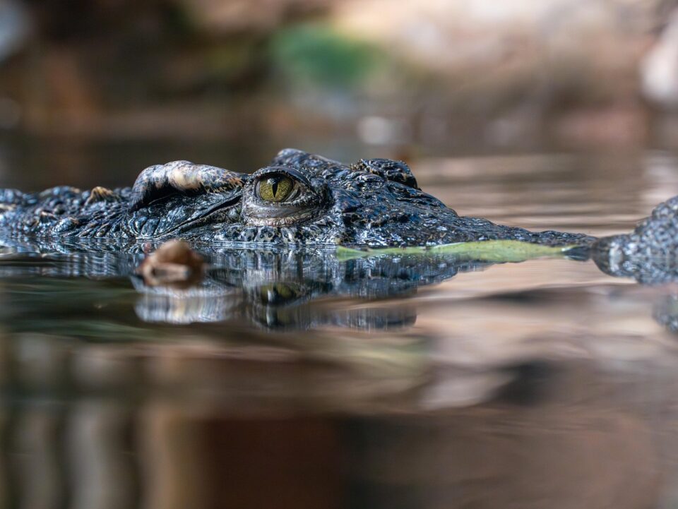 Close de um crocodilo parcialmente submerso na água, com apenas os olhos e parte da cabeça visíveis acima da superfície, destacando sua pele rugosa e o olhar atento.