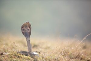 Cobra naja com capuz expandido em posição de alerta, fotografada em um campo aberto durante o dia.
