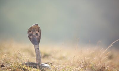 Cobra naja com capuz expandido em posição de alerta, fotografada em um campo aberto durante o dia.