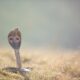 Cobra naja com capuz expandido em posição de alerta, fotografada em um campo aberto durante o dia.