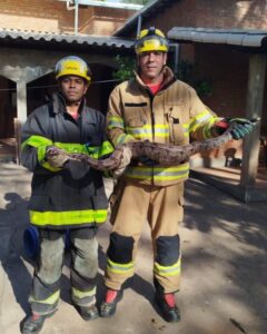 Dois militares do Corpo de Bombeiros com a jiboia na mão