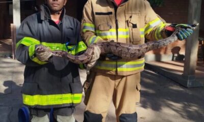 Dois militares do Corpo de Bombeiros com a jiboia na mão
