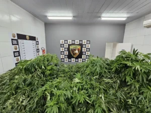 Sala da Polícia Civil com grande quantidade de pés de maconha apreendidos empilhados à frente de um painel do Denarc (Departamento de Repressão ao Narcotráfico), com logos da Polícia Civil ao fundo.
