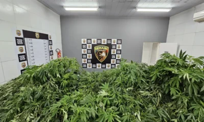 Sala da Polícia Civil com grande quantidade de pés de maconha apreendidos empilhados à frente de um painel do Denarc (Departamento de Repressão ao Narcotráfico), com logos da Polícia Civil ao fundo.