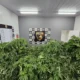 Sala da Polícia Civil com grande quantidade de pés de maconha apreendidos empilhados à frente de um painel do Denarc (Departamento de Repressão ao Narcotráfico), com logos da Polícia Civil ao fundo.