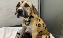 Cachorra abandonada recebe tratamento após resgate