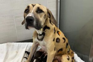 Cachorra abandonada recebe tratamento após resgate