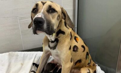 Cachorra abandonada recebe tratamento após resgate