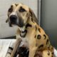 Cachorra é pintada como leopardo e abandonada com nove filhotes