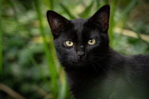Gato preto com olhos amarelos em meio à vegetação, olhando diretamente para a câmera