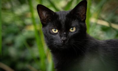 Gato preto com olhos amarelos em meio à vegetação, olhando diretamente para a câmera