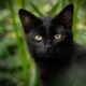 Gato preto com olhos amarelos em meio à vegetação, olhando diretamente para a câmera