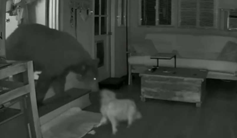 Cachorro latindo para urso