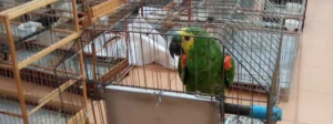 Governo apreende 26 aves silvestres e aplica R$ 2 milhões em multas