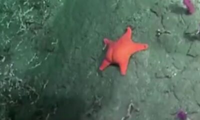 estrela-do-mar