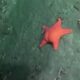 estrela-do-mar