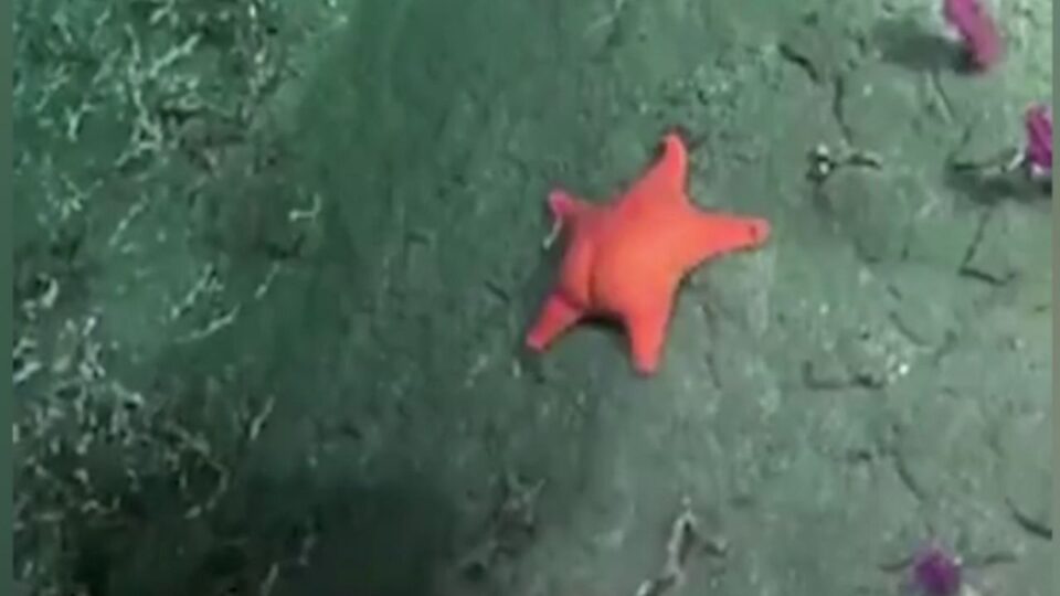 estrela-do-mar