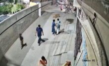 Leão pulando muro de residência no Paquistão