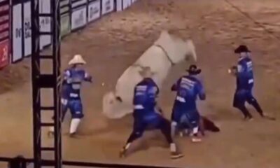Enquanto touro pisoteava homem, colegas tentavam parar o animal