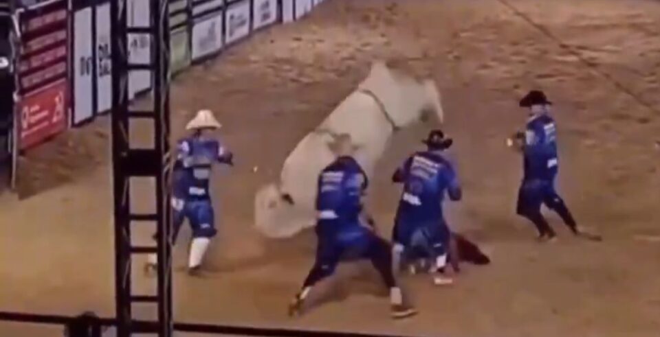 Enquanto touro pisoteava homem, colegas tentavam parar o animal